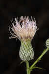 Nuttall's thistle